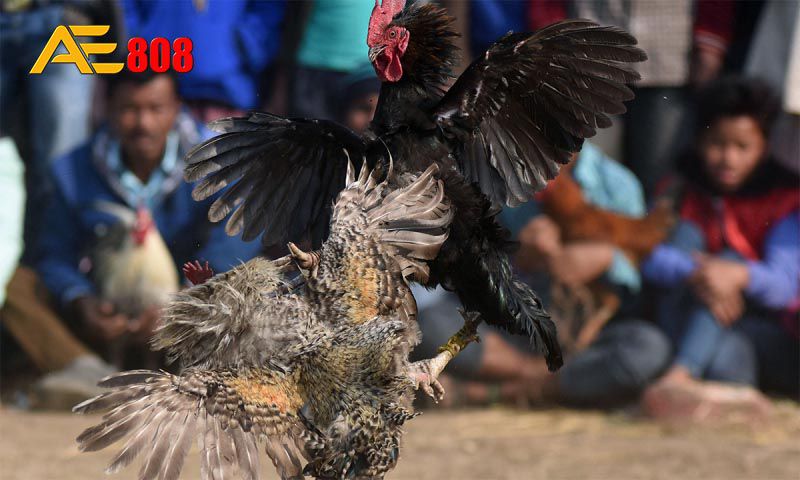 Một trang web chơi game cấp độ Tk88 không cần người đại diện để hoạt động - Tk88