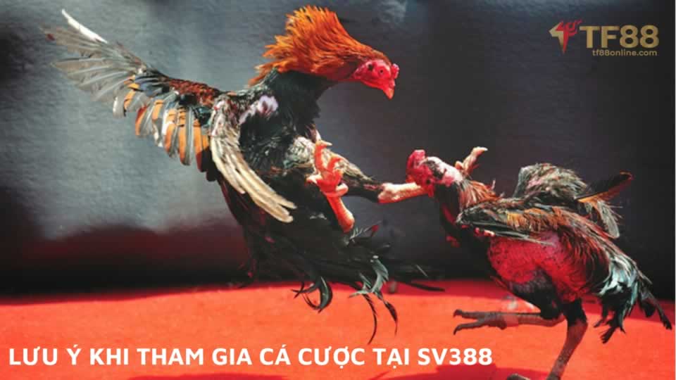 Okking CC Nhacai Okking cung cấp những dịch vụ gì? - Okking