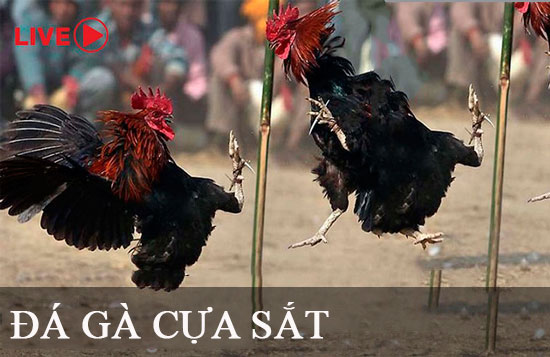 Tất cả các ưu đãi hiện có trên nền tảng Sen88 năm 2026 - Sen88