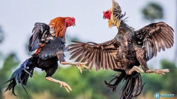 Hướng dẫn cách tải ứng dụng trò chơi Me88 về điện thoại của bạn - Me88